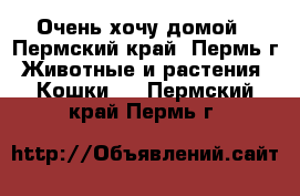 Очень хочу домой - Пермский край, Пермь г. Животные и растения » Кошки   . Пермский край,Пермь г.